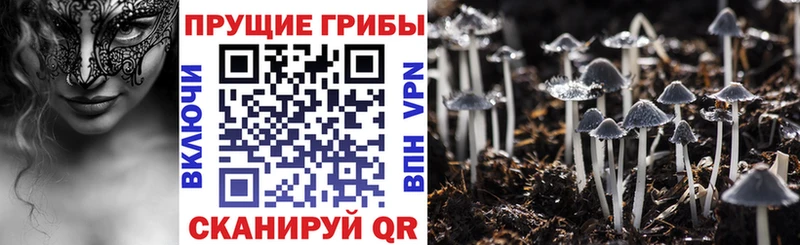 Галлюциногенные грибы Psilocybe Горно-Алтайск